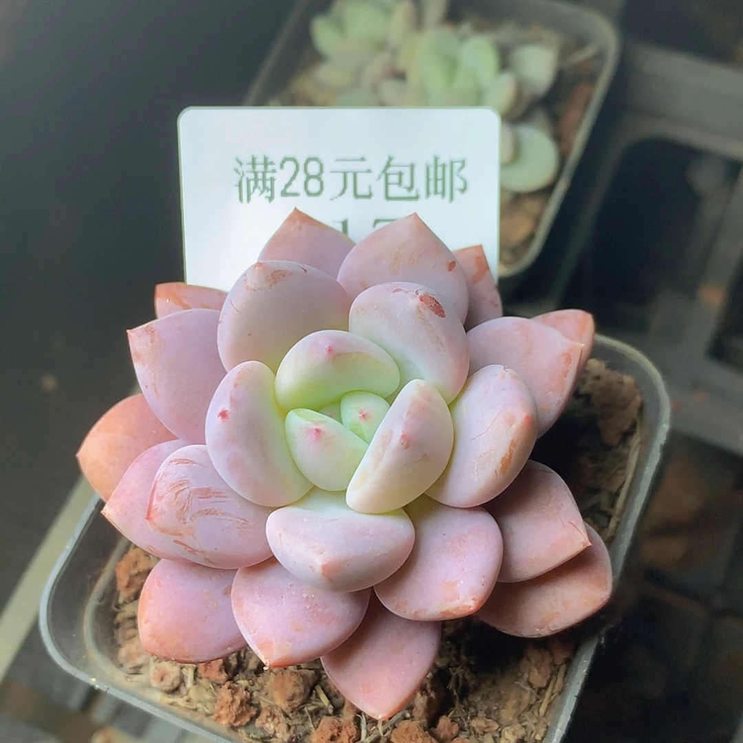 【闪购商品】云317号