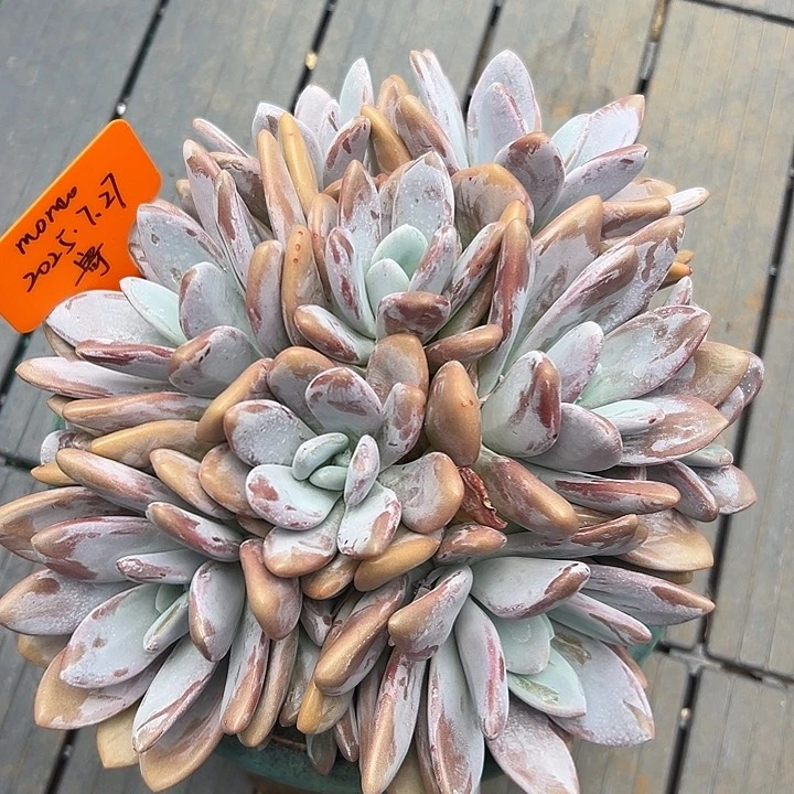 粉兔群生，一物一拍