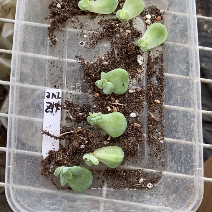 标签36珍妮z14芽苗一个多肉