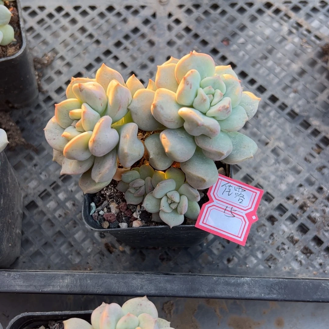 多肉植物多肉植物
