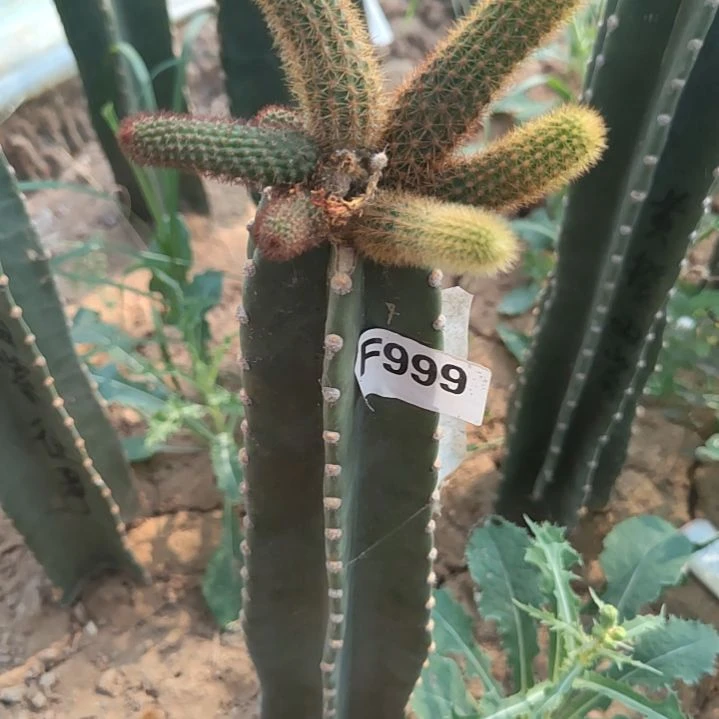 小***言量天尺釒金妞1个999