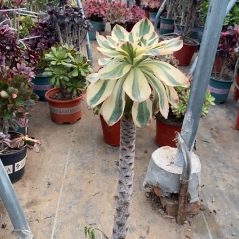 燕姿锦多肉植物049