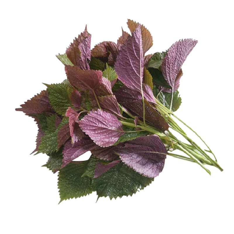 吃大闸蟹新鲜带杆子紫色紫苏叶 约50g