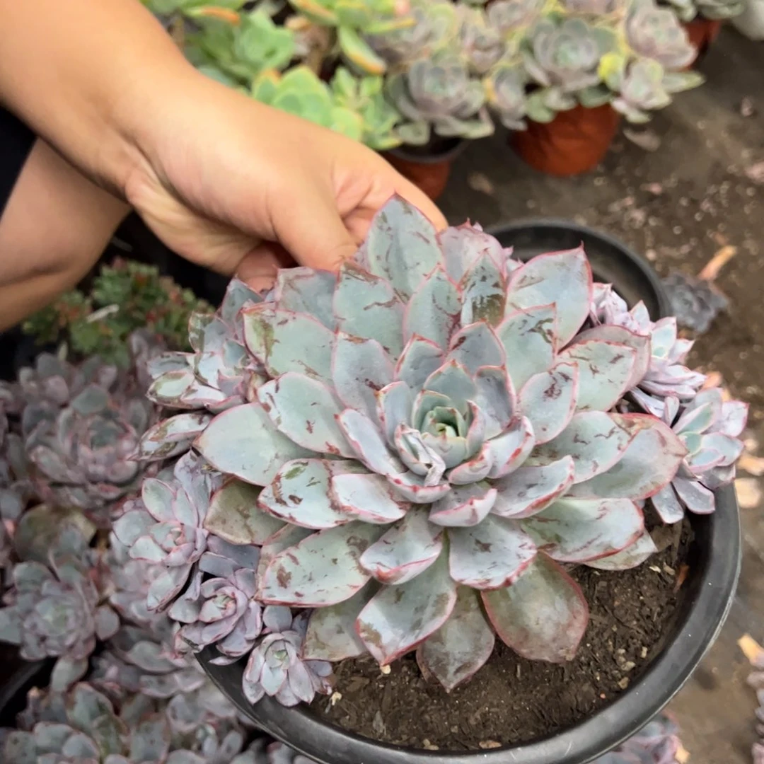 赫拉多头手捧无砍