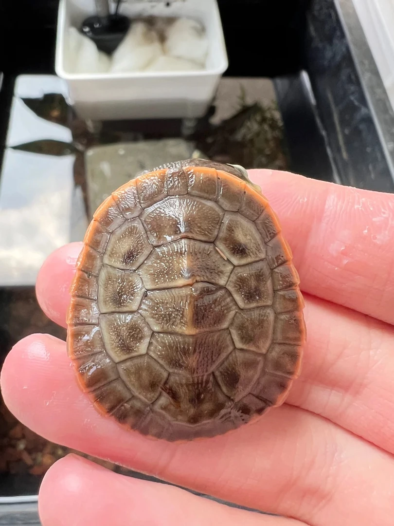 直播间挑选圆澳龟龟链接