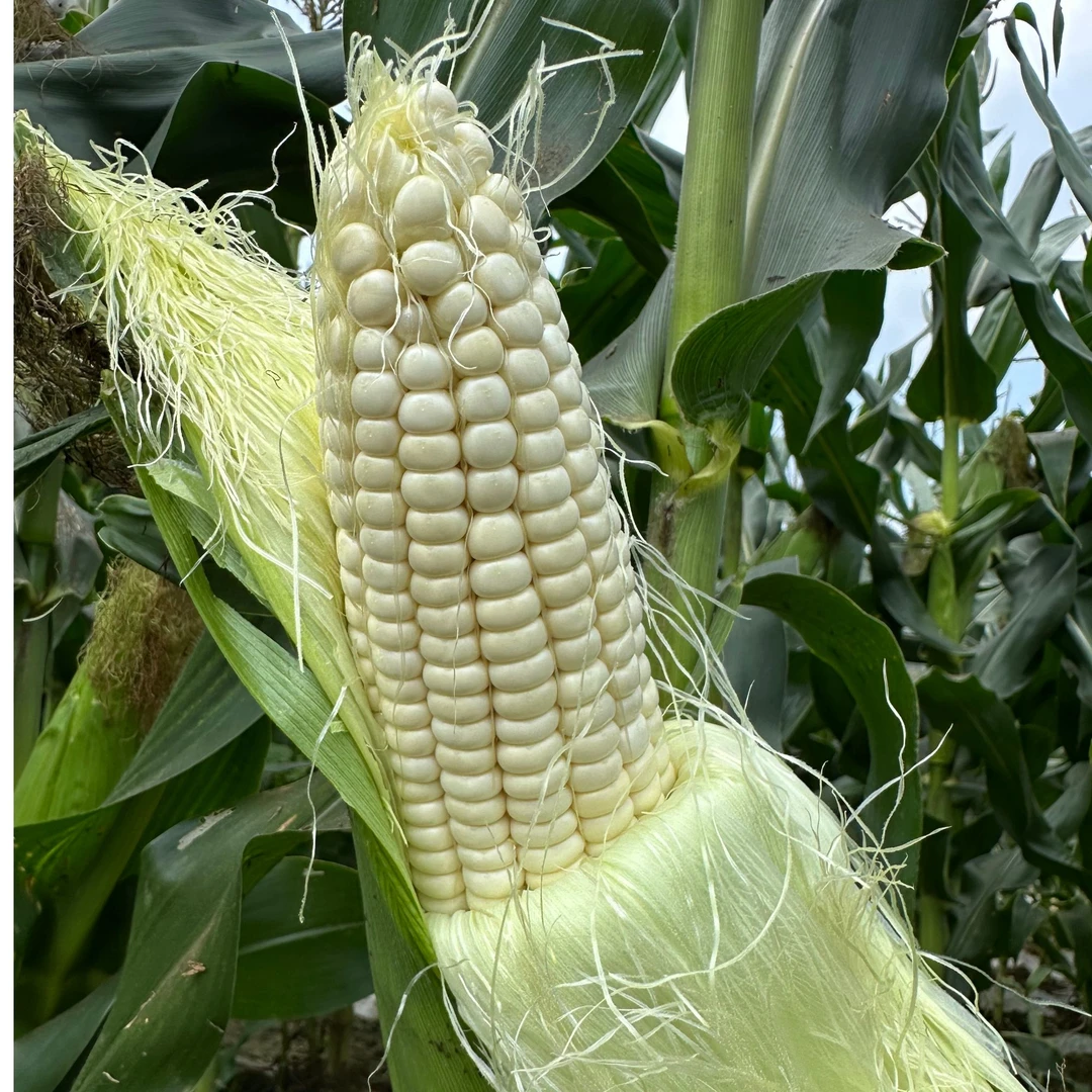 【助农专属】贵州务川蕉坝镇现摘鲜食白糯玉米、粘软香甜，一口爆浆