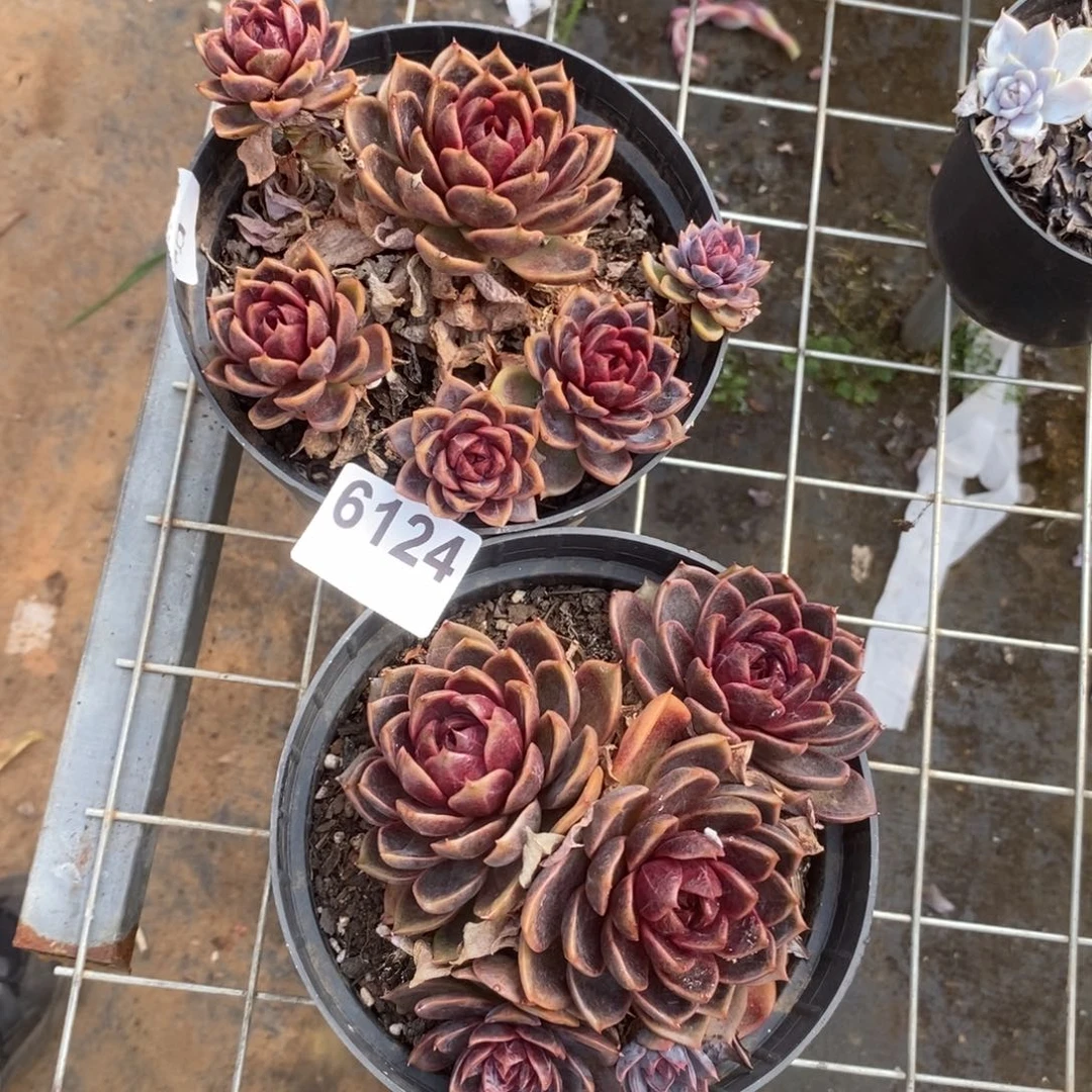 X***～6124巧克力慕斯一物一拍两盆