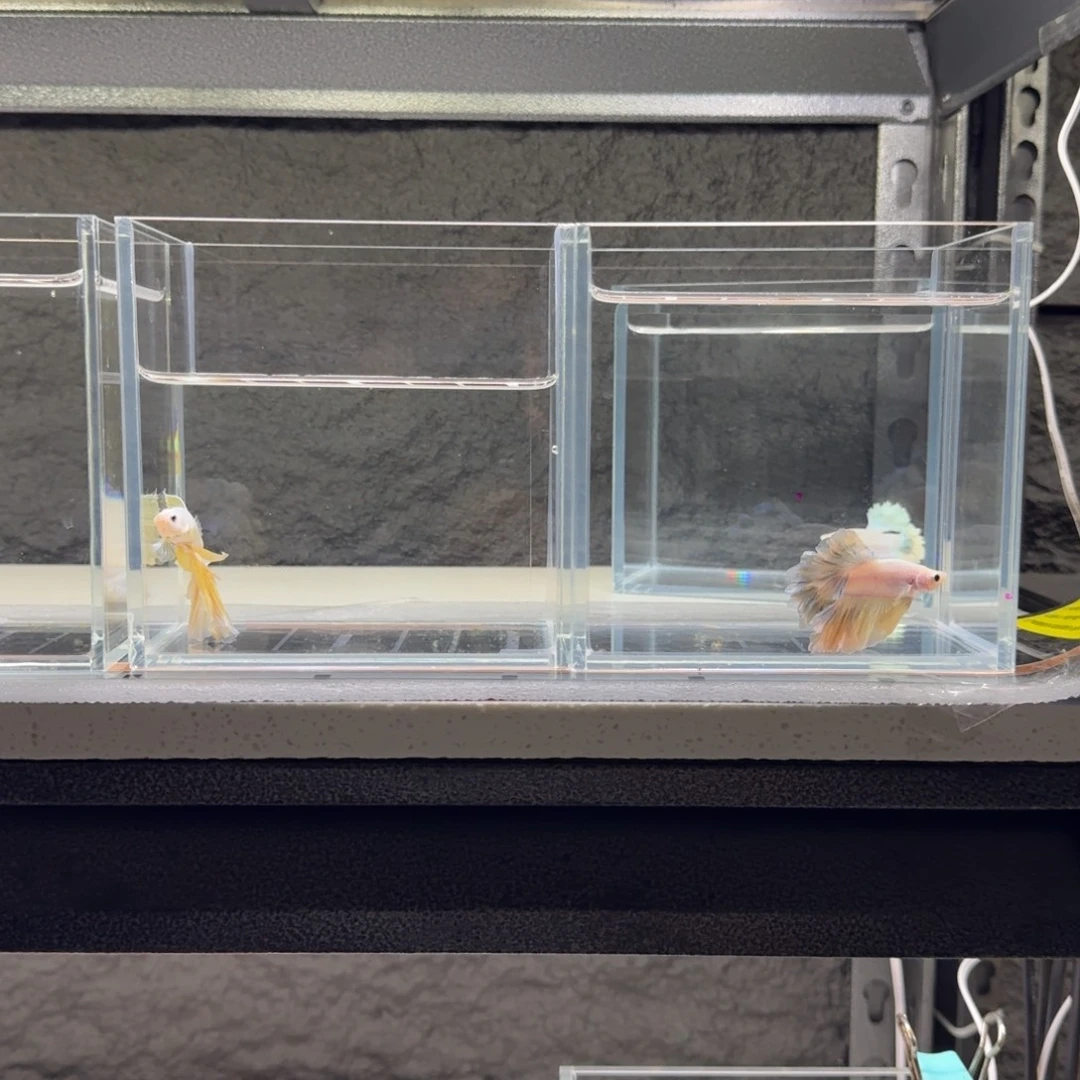 ****️斗鱼泰国半月斗鱼