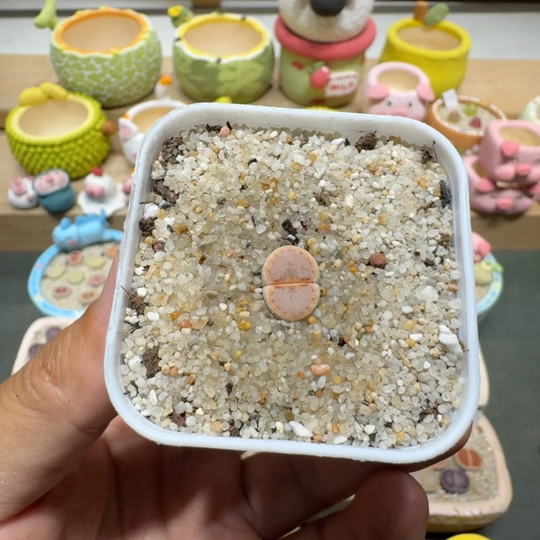 补*哇蘑菇222c218a饼干饼干