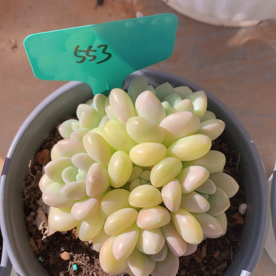 跌破血迹五72727272772