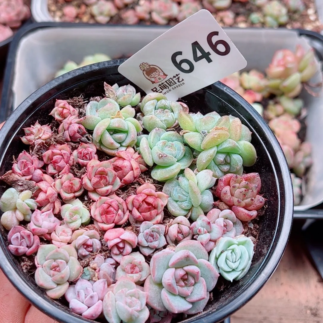 多肉植物多肉植物