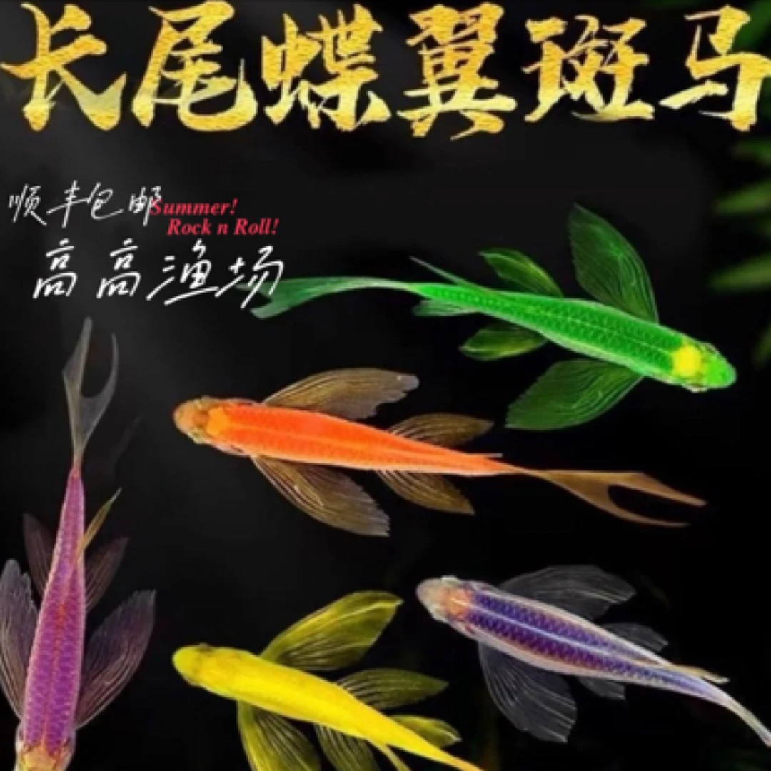 新奇宠物蝶翼长尾斑马鱼小型热带淡水观赏鱼好养活适合新手