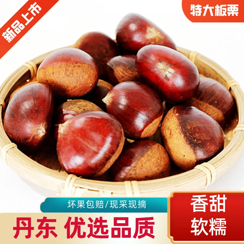 丹东鲜板栗大果生板栗单果坏果包赔2025新果难剥皮非油栗锥栗