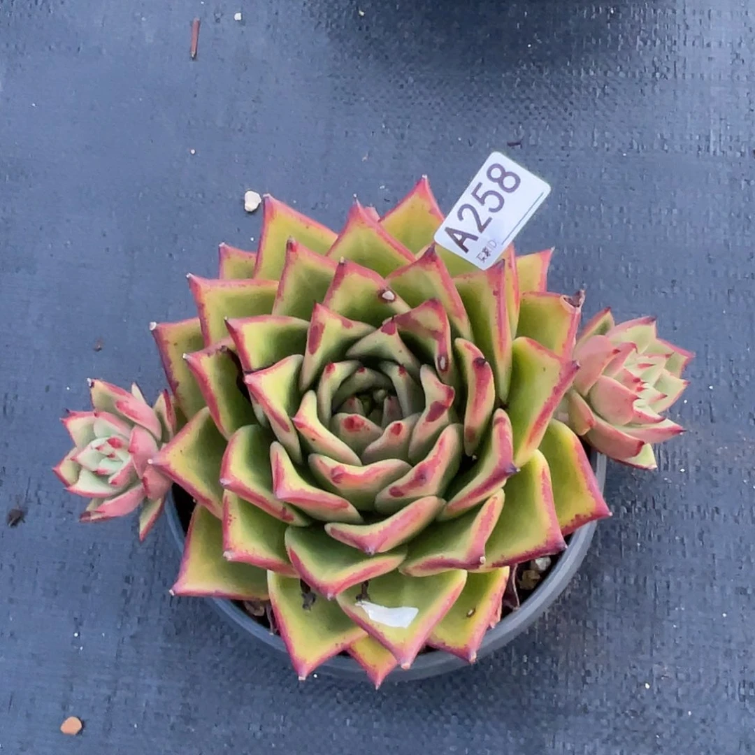 若如东云单品A258