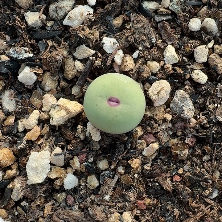老马生石花小红嘴1551
