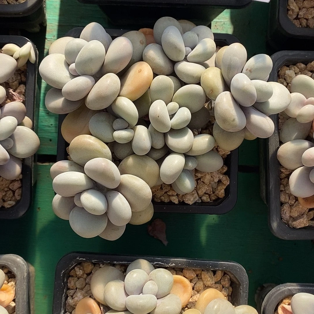 桃蛋老桩 包邮。