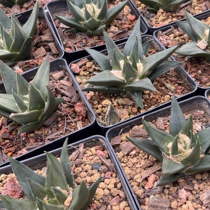 无花朵实生龙牙牡丹好养皮实