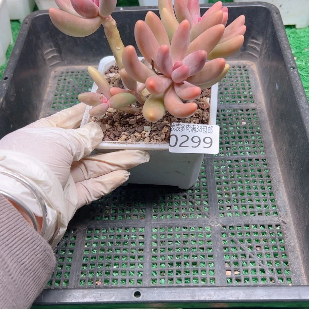 多肉一物＿拍植物0299