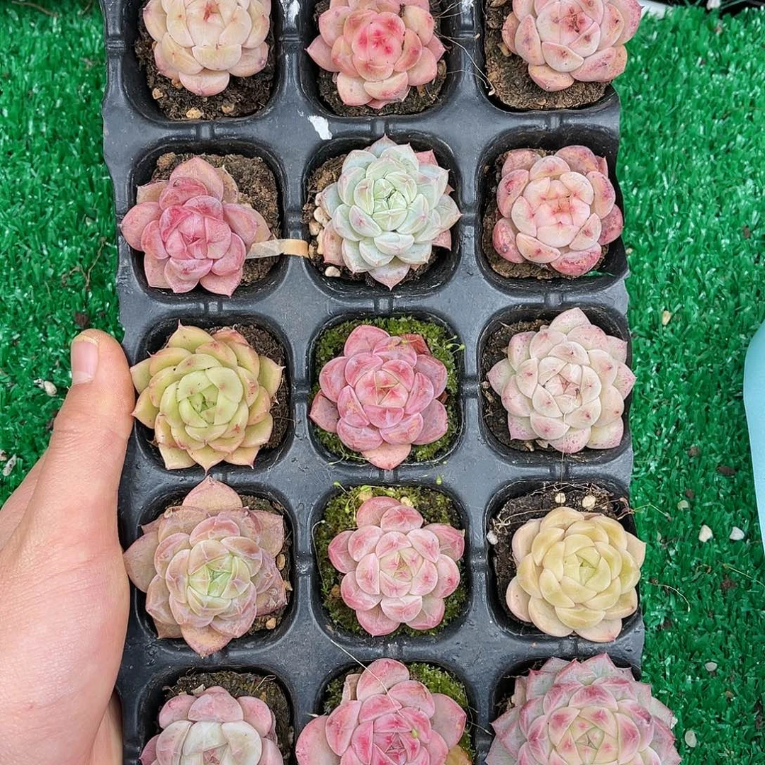 多肉一物一拍22-207