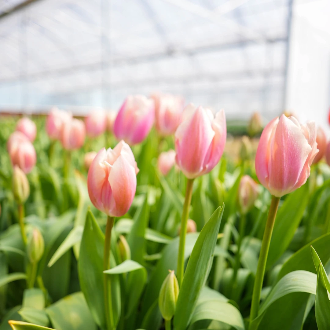 【王安官方店】高品质粉桃郁金香基地直发高品质鲜切花生活鲜花