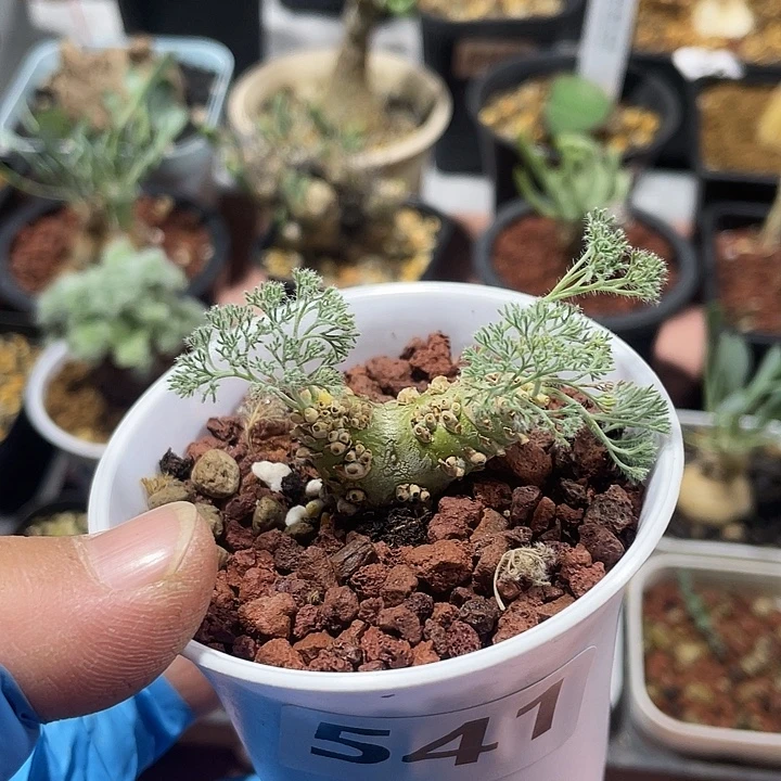 541白皮月界块根植物