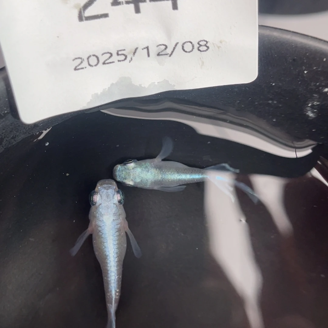 青鳉鱼244干之球两公