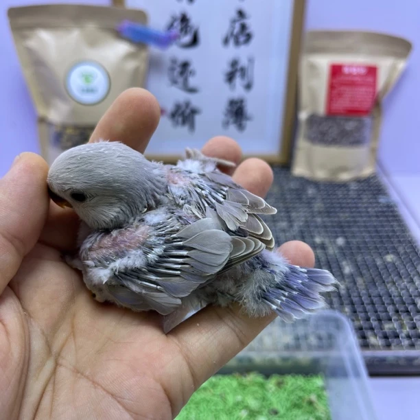 牡丹鹦鹉-特价有咬毛紫面熏公F60936