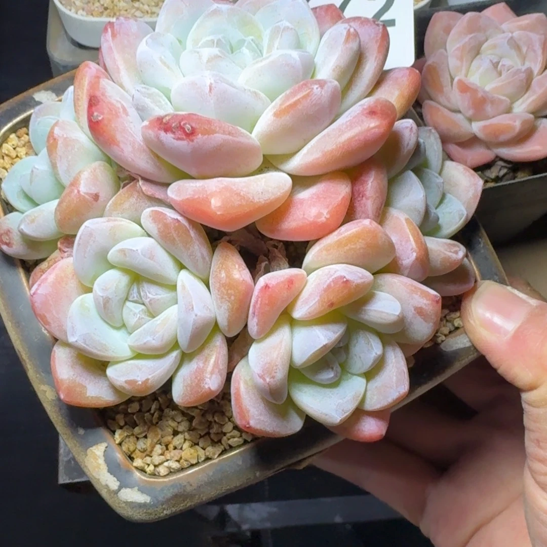 老桩      愿你一路坦途，乘风破浪展宏图