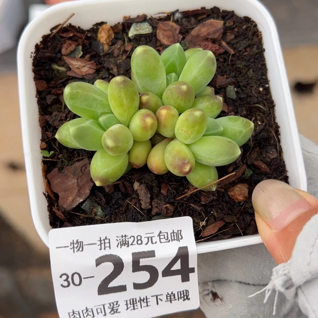 千代田多肉多肉多肉多肉