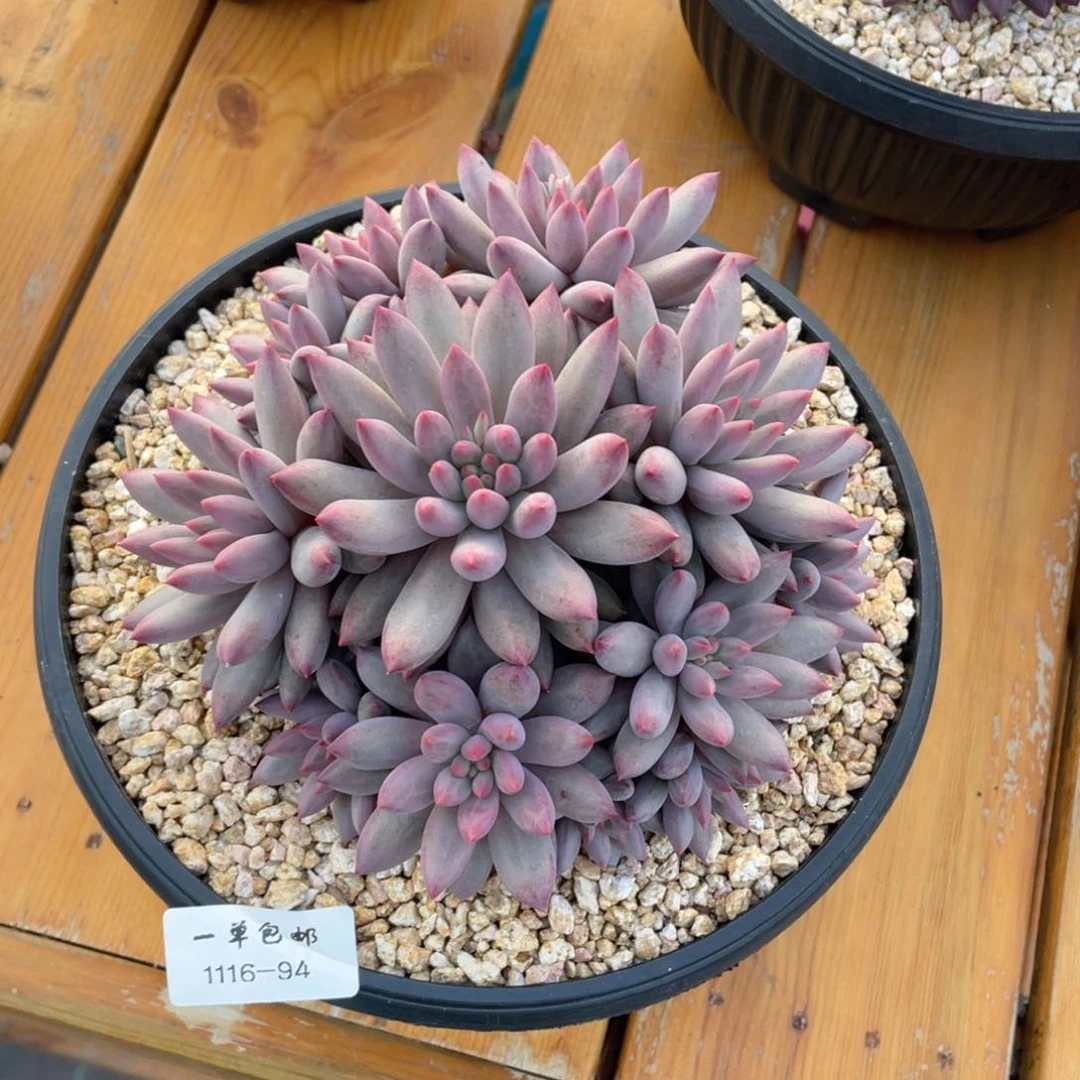 H****F1116-94-虞，。。，。，