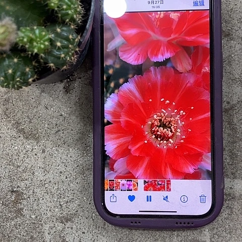 百褶裙丽花，25789