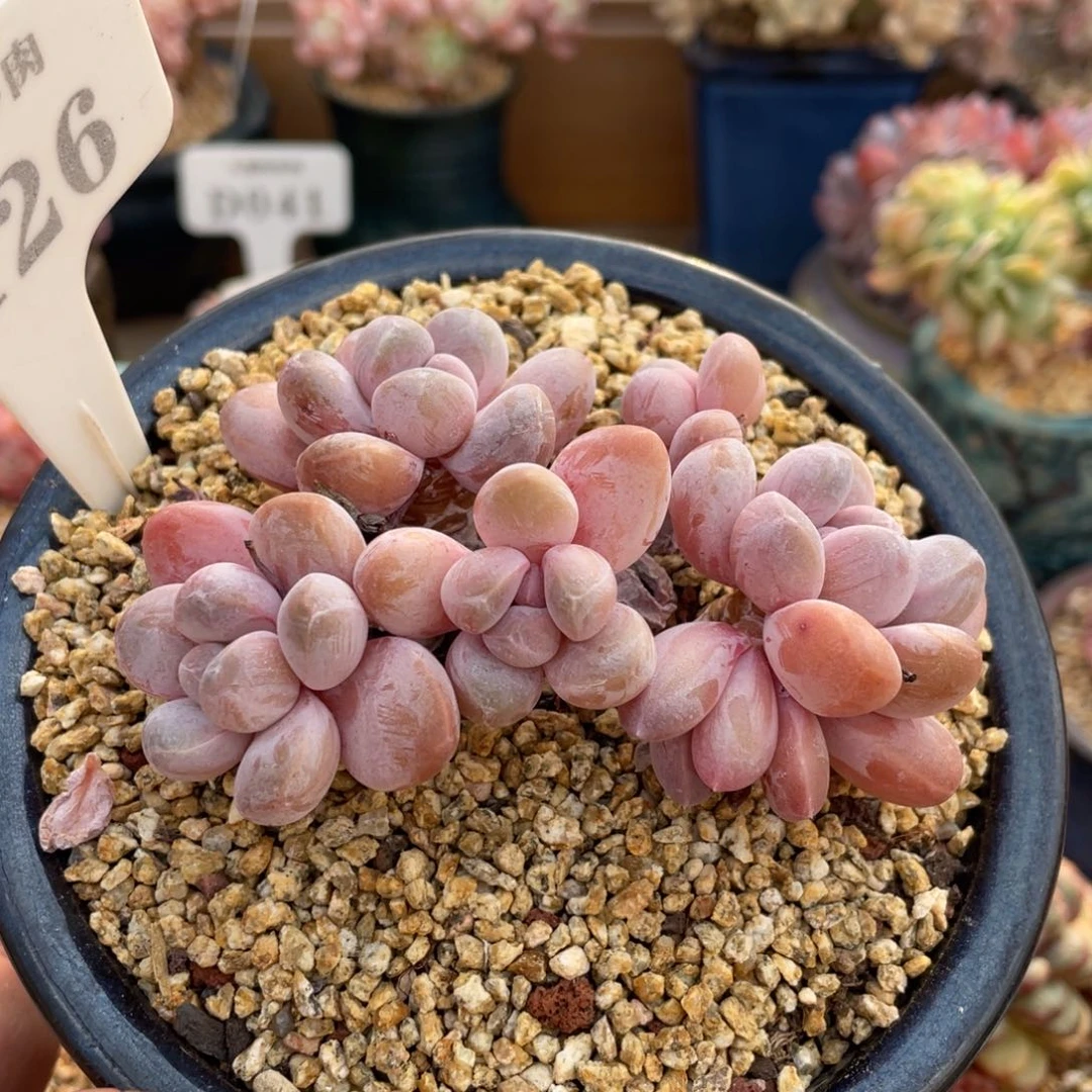 0126香玉不带盆8厘米