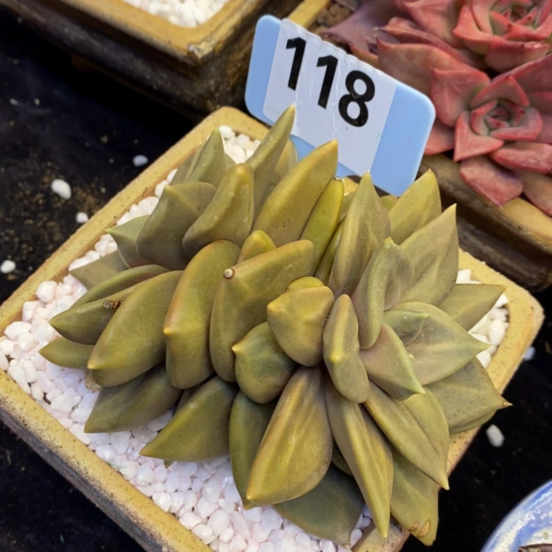 惜春多肉植物盆栽