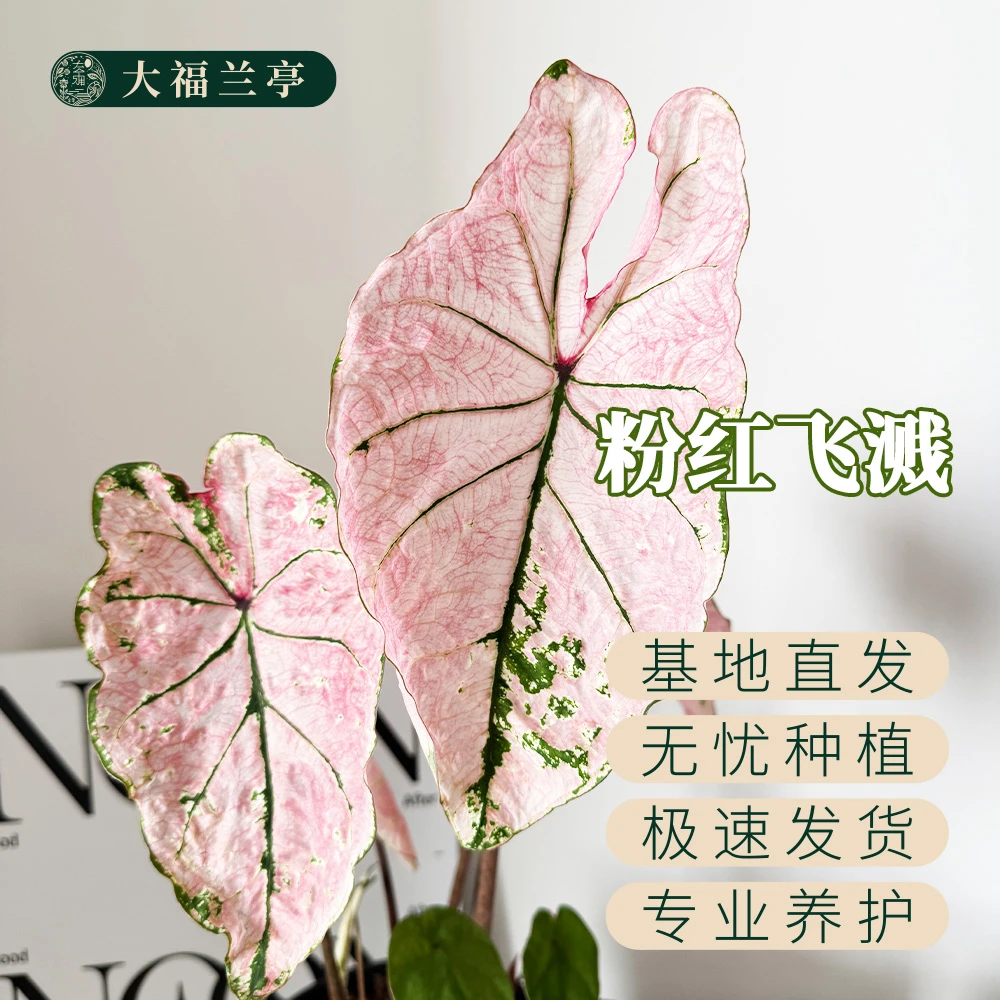多叶版【粉色飞溅】彩叶芋桌面阳台室内热植ins风（微叶损无售后）