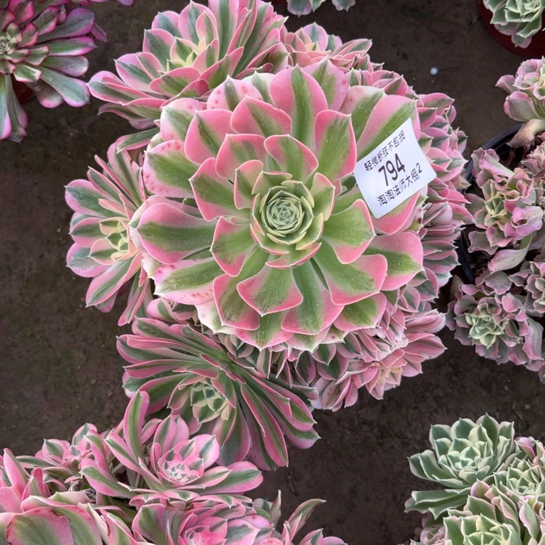 794白凤多肉植物法师