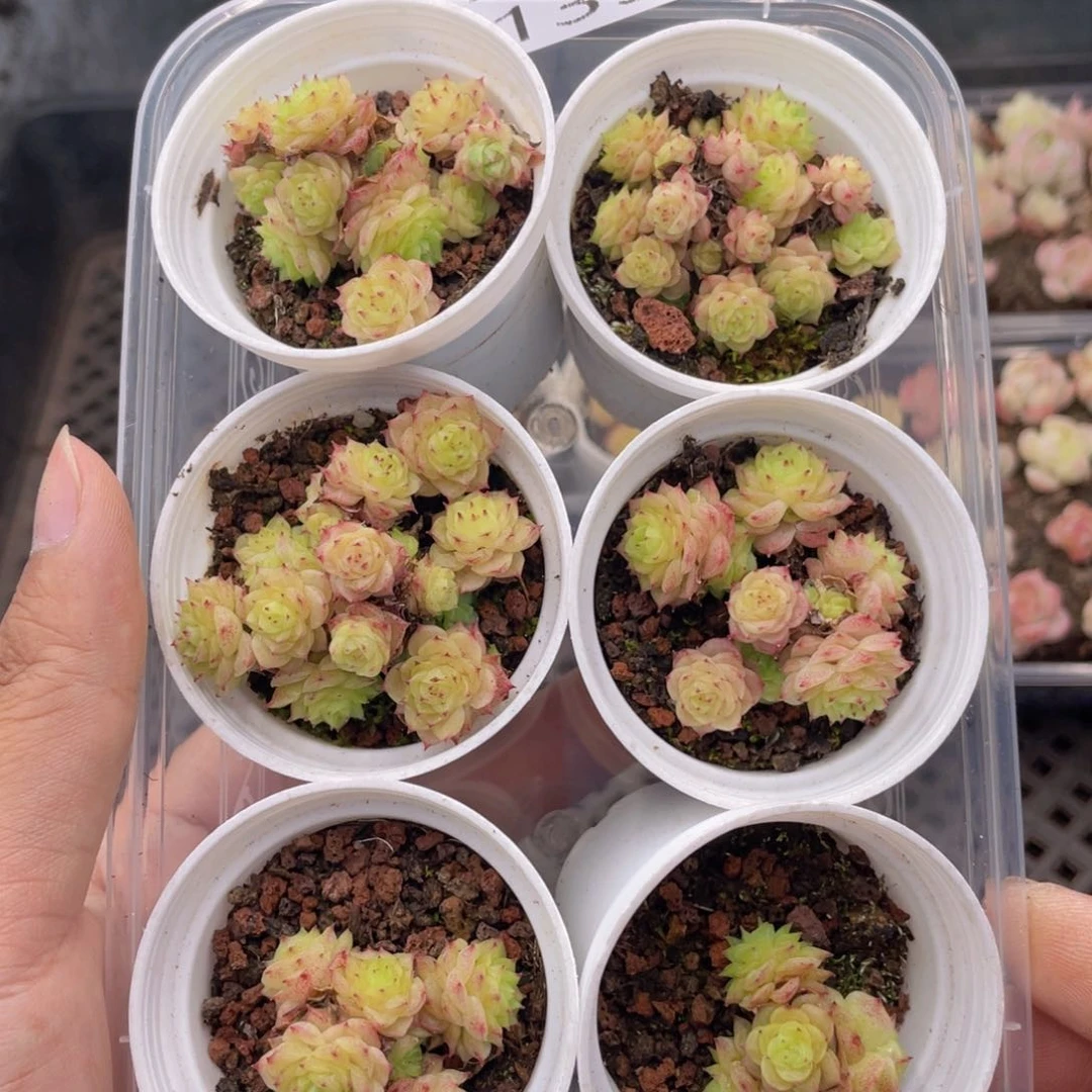 云糖心多肉植物139