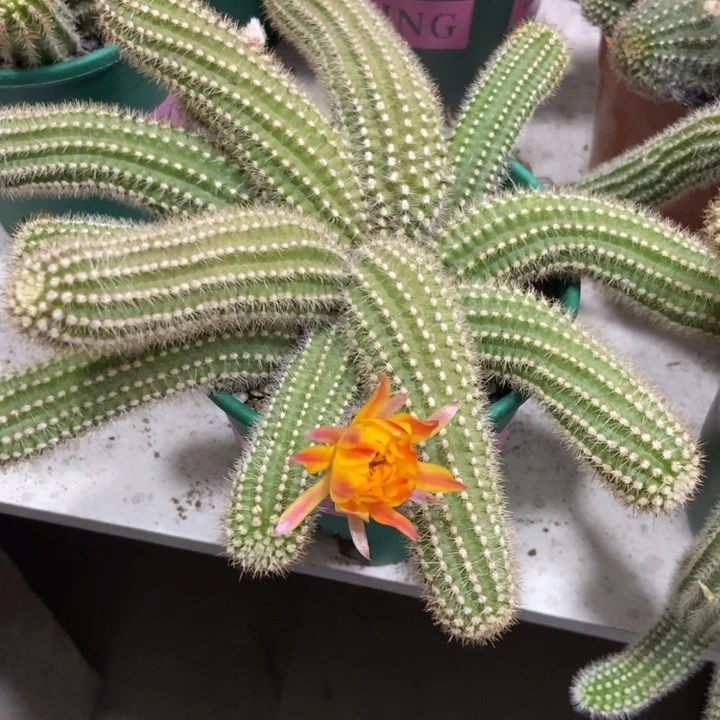 球*花仙人球吕根岛日落一物一拍