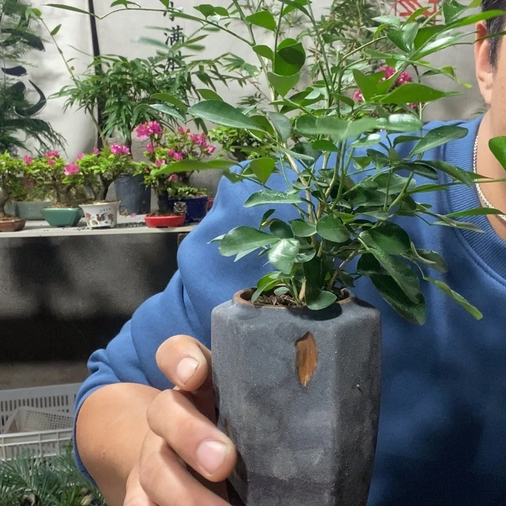 以实际为准退款拉黑拉黑62