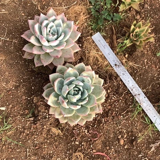 吴****界每周特价活动开始了