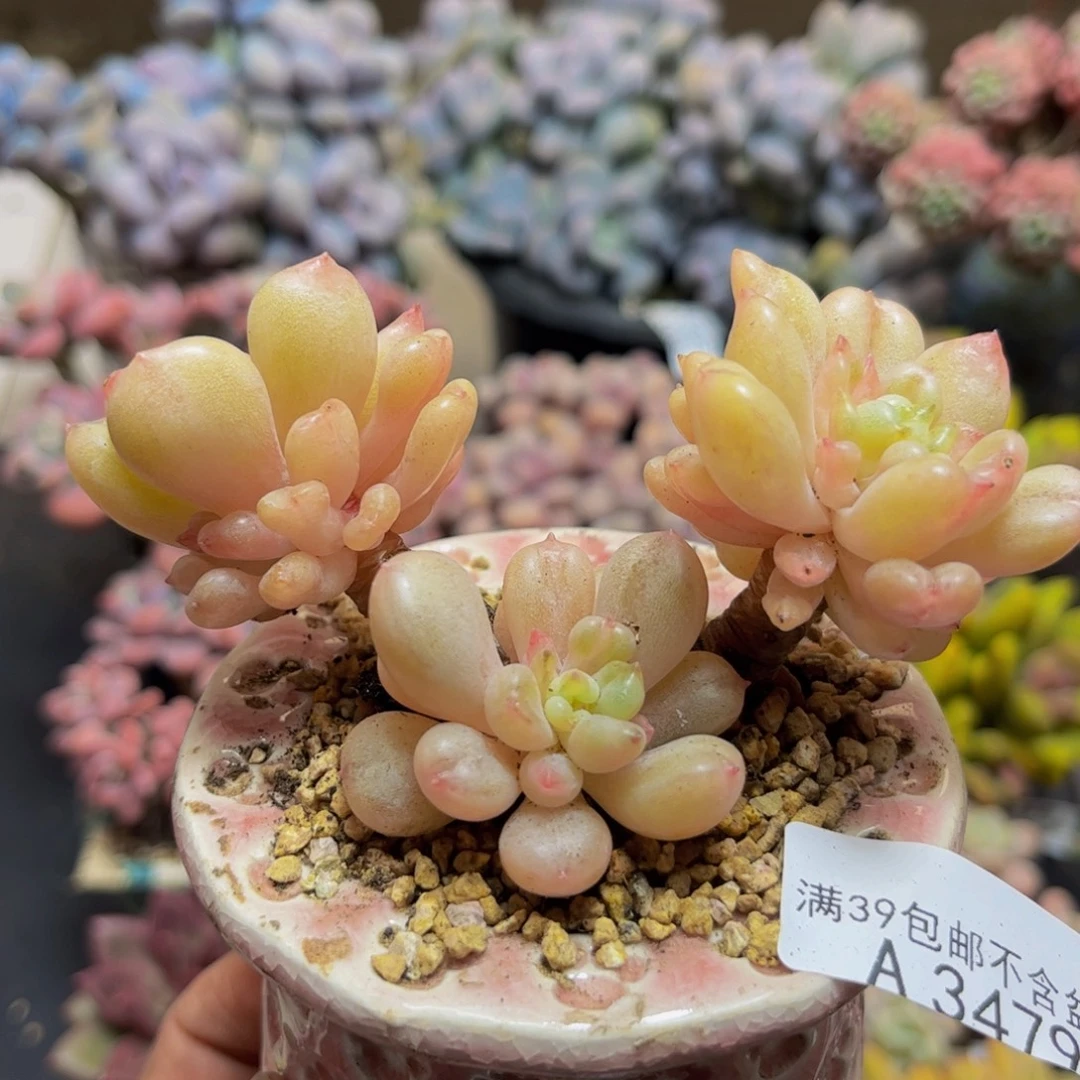 3479比尔盖茨8cm多肉