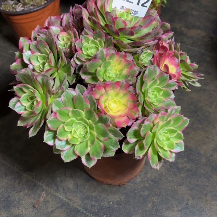 瑞妈，，，。。。212海鲜