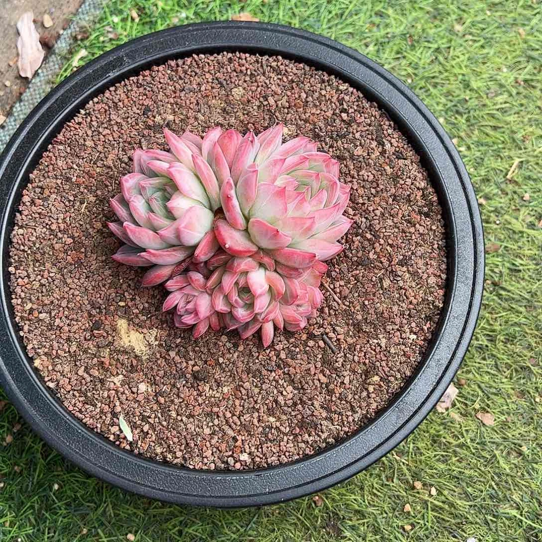 阿****树红鸾群生多肉植物