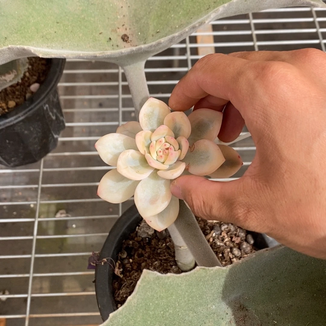 梦露锦多肉植物9234