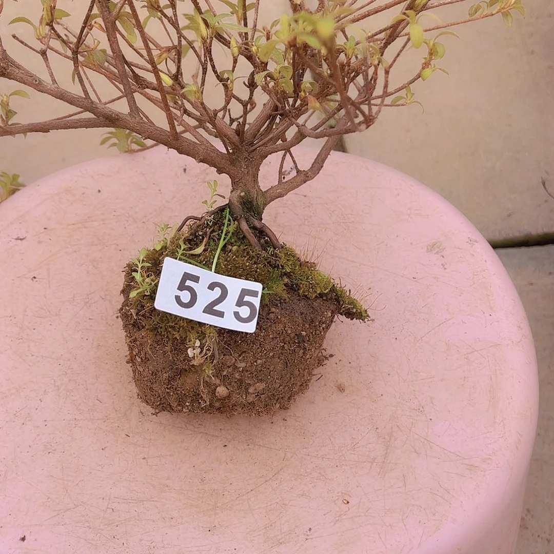 红陶直播时间一直一直