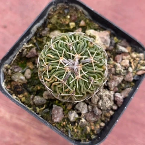 太刀岚单2仙人球