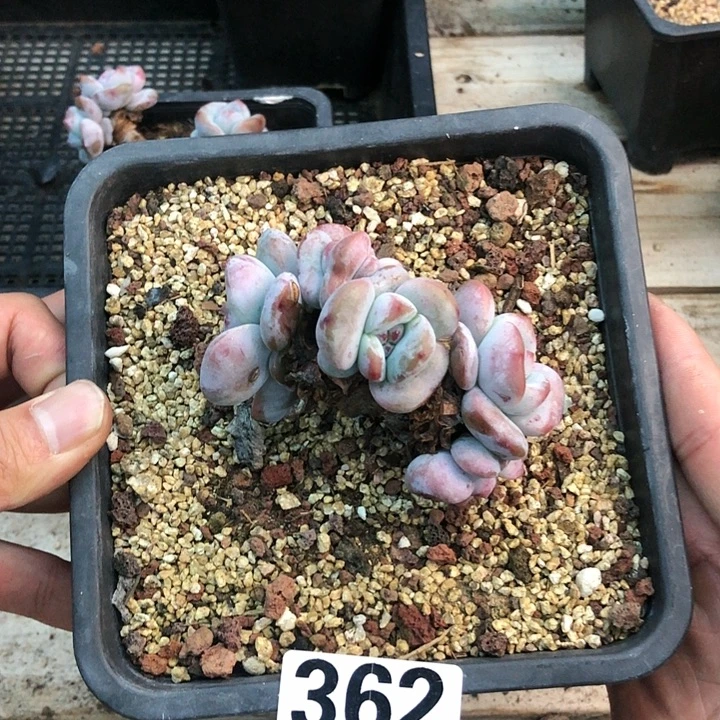 星影石榴籽福利出咯 362