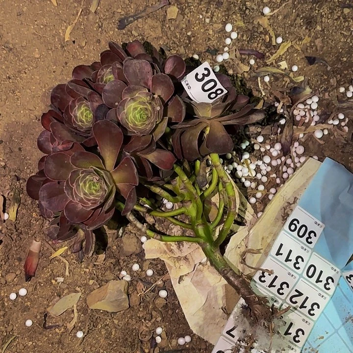 308魅金多肉植物不售后