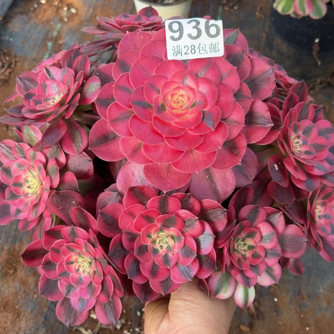 晴***多肉植物936荔枝无售后