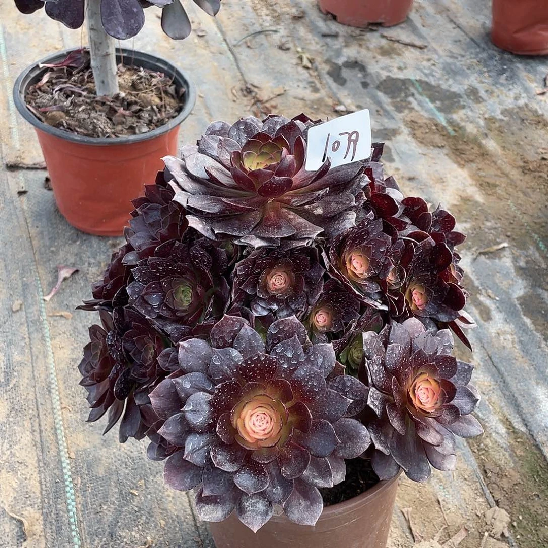 1079法师植物赤炎莲