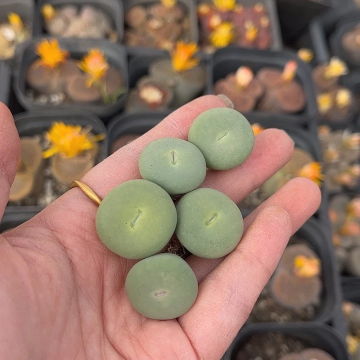 五颗小红嘴888888888